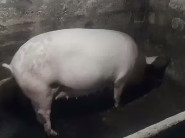 Sow, Крупная белая