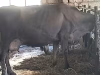 母牛, Swiss cattle — 照片 6