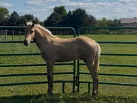 Cheval, Rocky Mountain Horse — photo 8