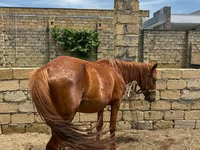 马匹（批次，未指定性别）, Horses — 照片 1
