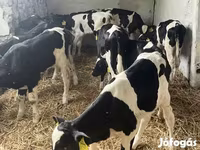 Býk, Russian Black pied cattle — foto 1
