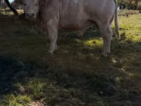 Taureau, Race de vache — photo 2