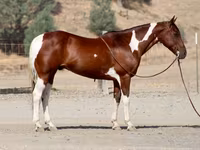 Horse (M), American paint horse — photo 8