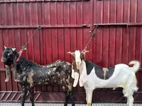 تيس, Kamori goats — الصورة 2