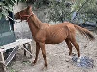 Cheval, Chilean horse — photo 1