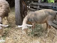 Brebis, Luzein sheep — photo 1