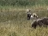 Овца, Романовская овца — фото 2