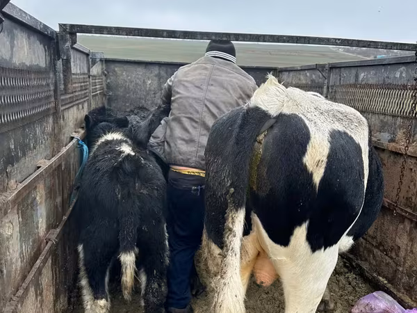Krowa, Russian Black pied cattle