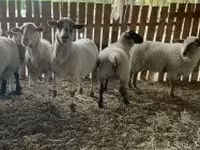母羊, Merinoland sheep — 照片 3