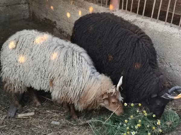 Sheep, Racka sheep