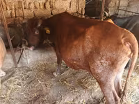 Kuh, Wilder Yak — Foto 8