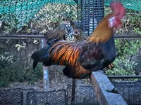 Chickens — الصورة 1