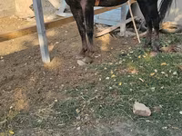 Cheval, Chevaux — photo 1