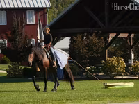 Cheval, Racking Horse — photo 8