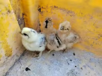 سيلكي — الصورة 3