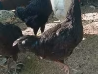 कोसोवो लॉन्गक्राउर — फ़ोटो 5