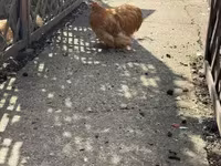 Pekin Bantam — foto 4