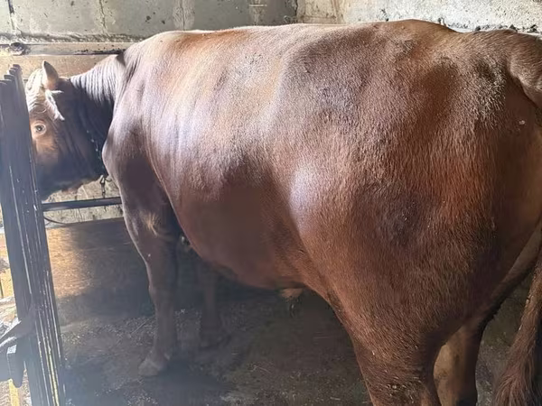 公牛, Cattle