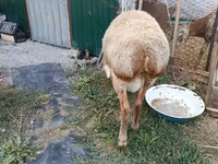 मेढ़ा, Rhon sheep — फ़ोटो 3