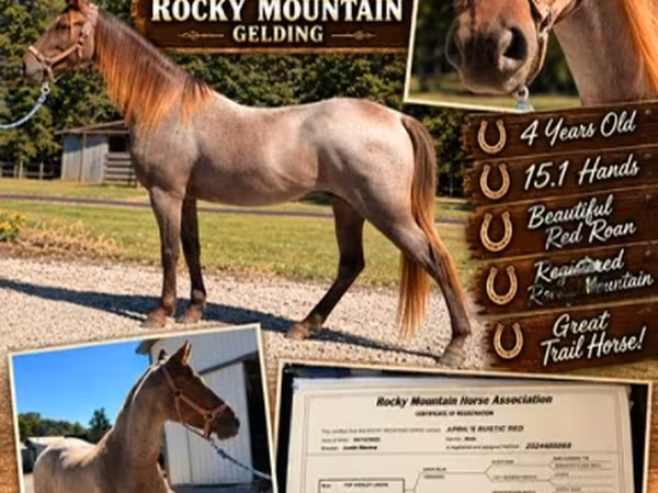 Cheval, Rocky Mountain Horse