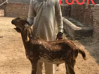 Chèvres (lot, sexe non indiqué), Najdi goat — photo 3