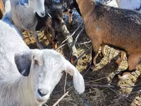 雌ヤギ, Saanen goat — 写真 5