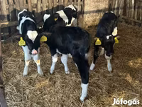 Bulle, Russian Black pied cattle — Foto 5