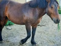 Horse (M), Međimurje horse — photo 4