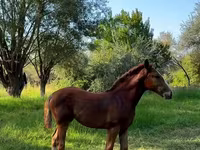 Jument, Skyros Pony — photo 3