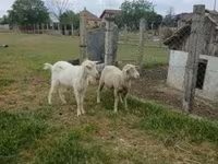 Ram, Merino sheep — photo 3