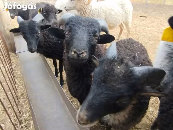 Widder, Ouessant sheep