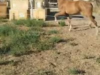 Klisna, Dutch warmblood horse — foto 6