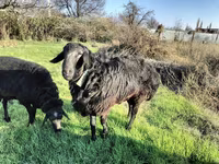 Ram, Tian-Shan semifinewool sheep — photo 5