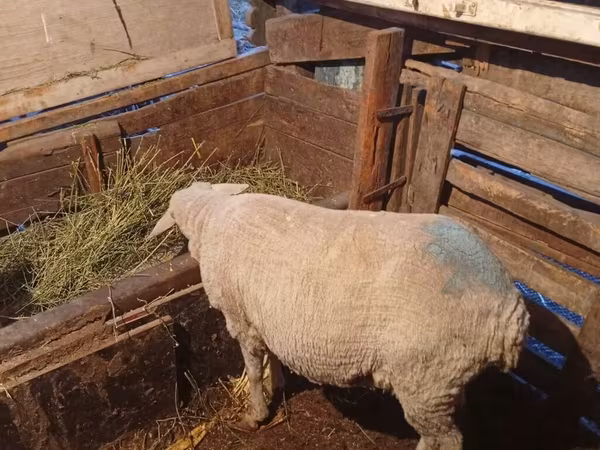 公羊, Merino sheep