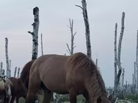 公马, Kushum Horse — 照片 4