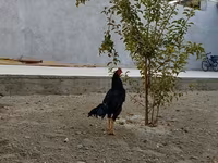 دجاج شمو — الصورة 4