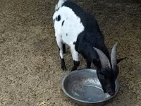 雄ヤギ, Nigerian dwarf goats — 写真 2