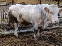 Toro, Charolais cattle — foto 1