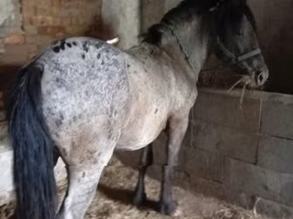 Caballo, Appaloosa