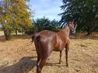 Stute, Standardbred — Foto 4