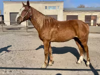 حصان, Kustanai horse — الصورة 4