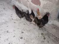 आयम सेमानी — फ़ोटो 2