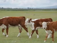 Бик, Simmental cattle — фото 6
