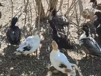 Ducks — Foto 5
