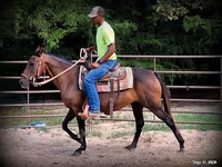 Jument, Quarter Horse — photo 6