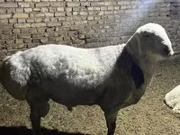 Bélier, Afghan Arabi sheep — photo 6