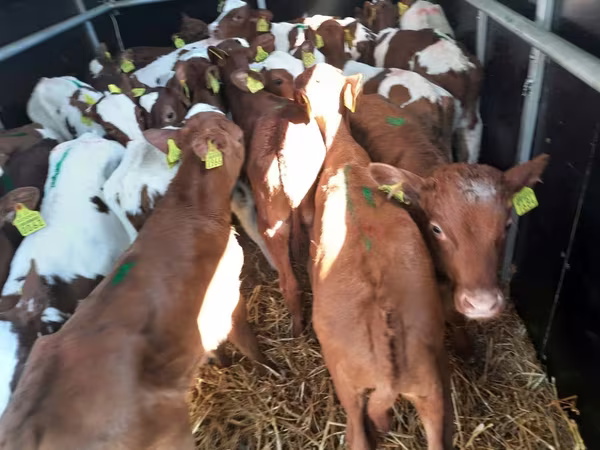Bull, Simmental cattle