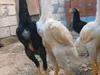 Chickens — photo 4