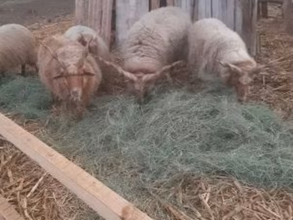 Beran, Racka sheep