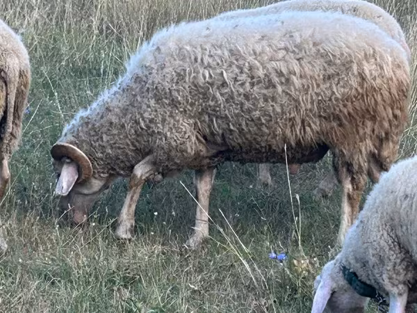 公羊, Assaf sheep